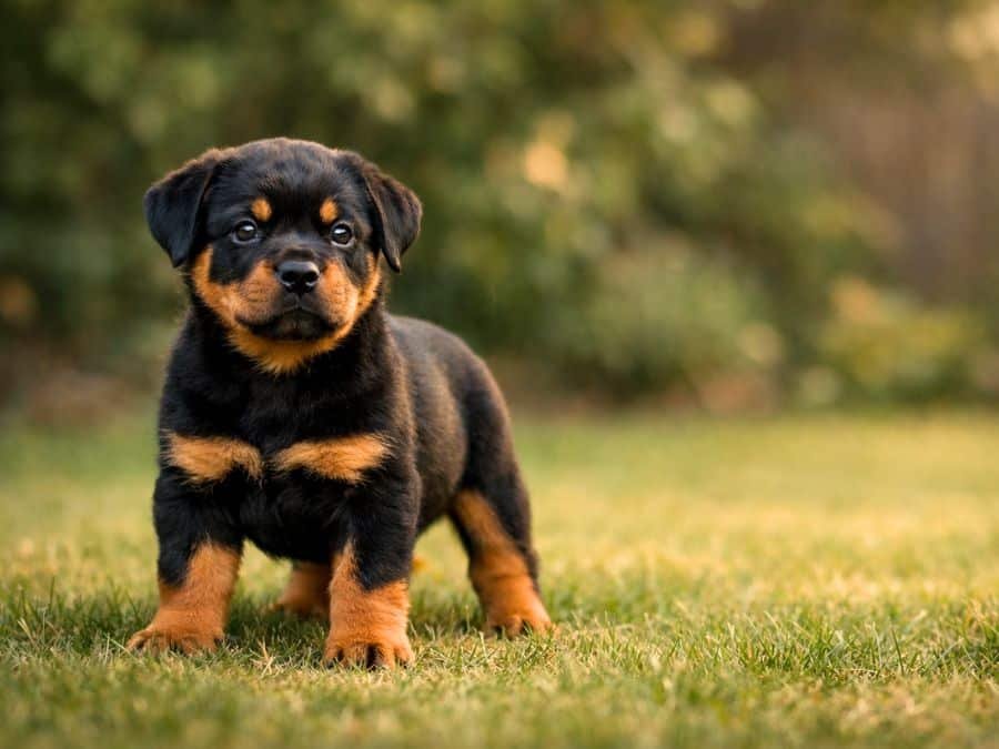 Rottweiler puppy standing confidently in a backyard with an alert expression