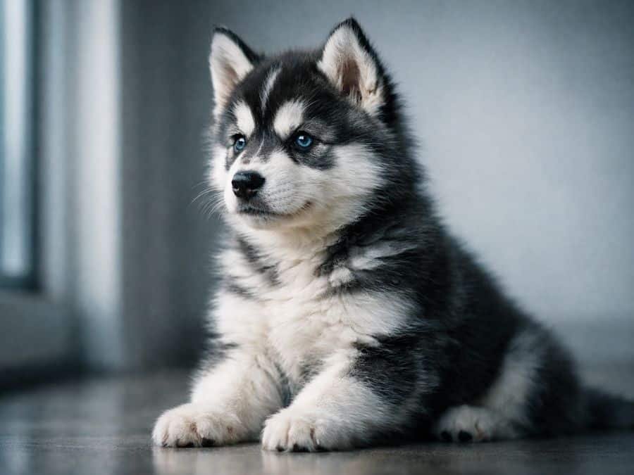 Siberian Husky puppy sitting indoors near a window with striking eyes