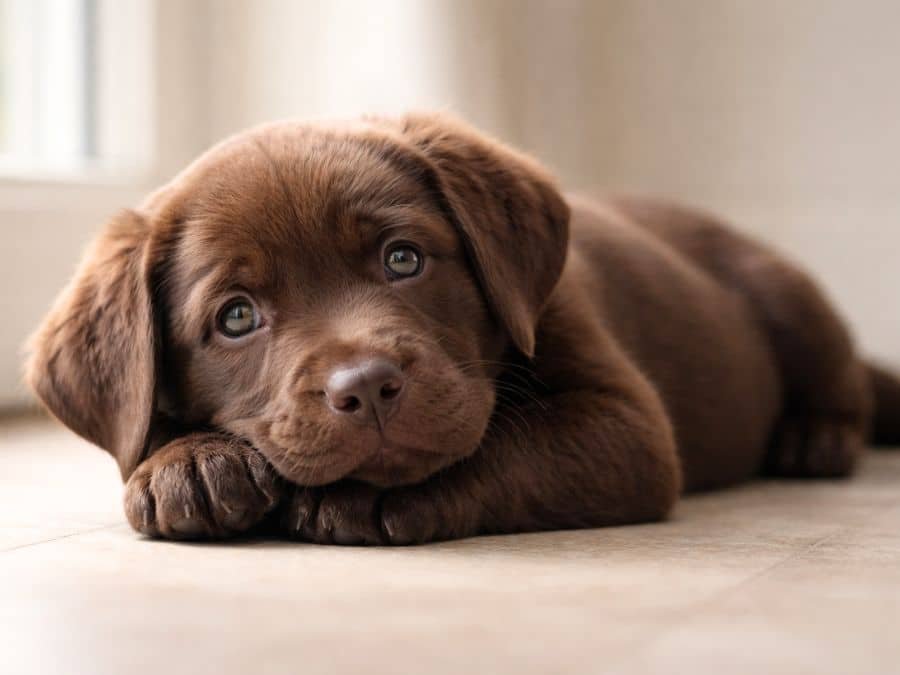 chocolate female labrador puppy indoor resting