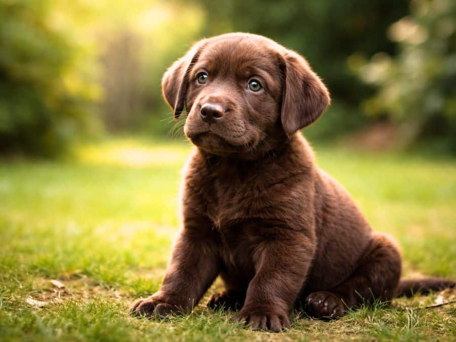 chocolate labrador puppy backyard