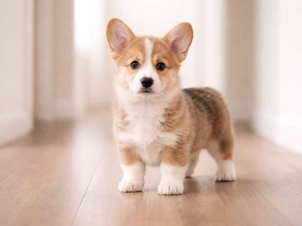 Cool-looking male Pembroke Welsh Corgi puppy standing confidently indoors with a calm expression