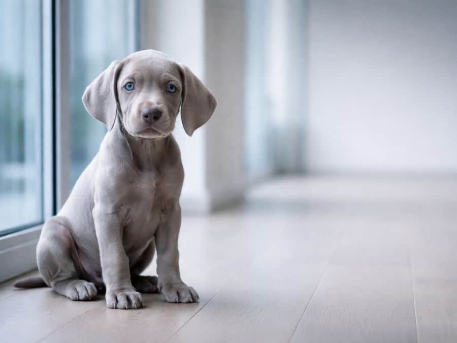 Weimaraner puppy sitting by a glass window with a curious wide-eyed expression