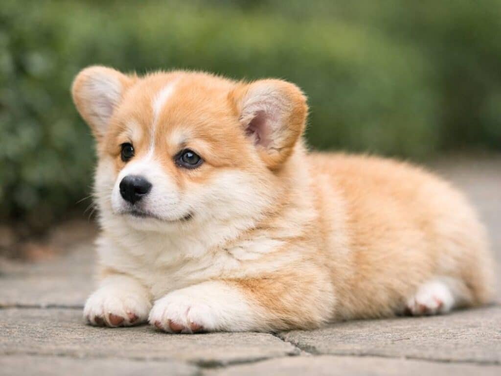 Cute female Pembroke Welsh Corgi puppy resting in a garden