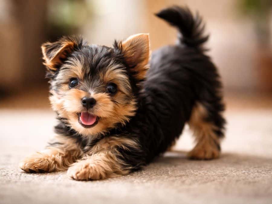 Yorkshire Terrier puppy doing a playful bow pose on a rug indoors