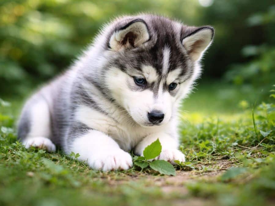 Siberian Husky puppy sniffing leaves in a grassy backyard