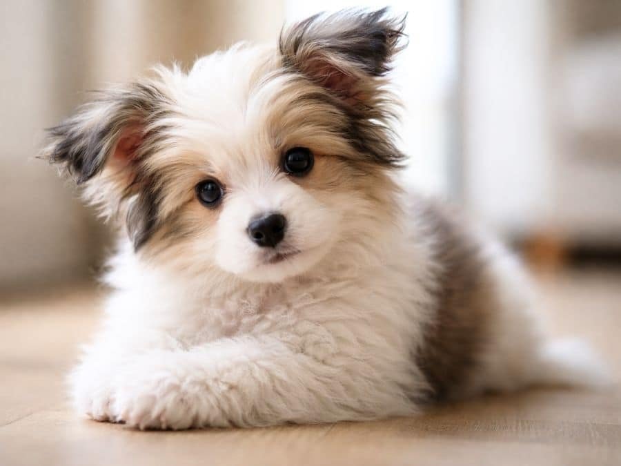 cute-unique-dog-names-chinese-crested-puppy