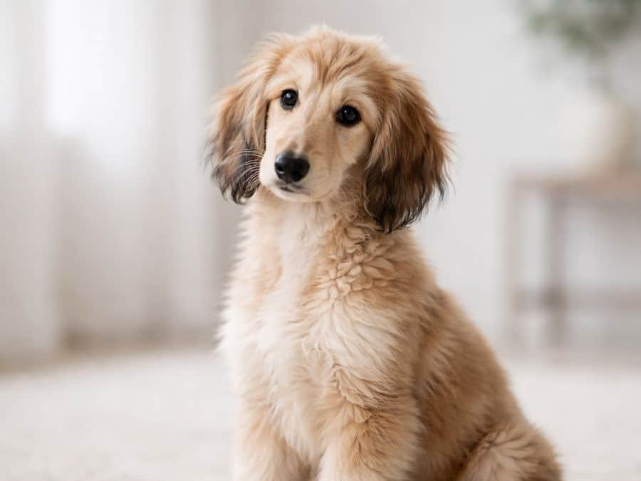 Afghan Hound puppy sitting indoors with an elegant posture