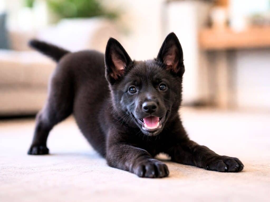 Black Belgian Malinois puppy in a playful bow pose indoors