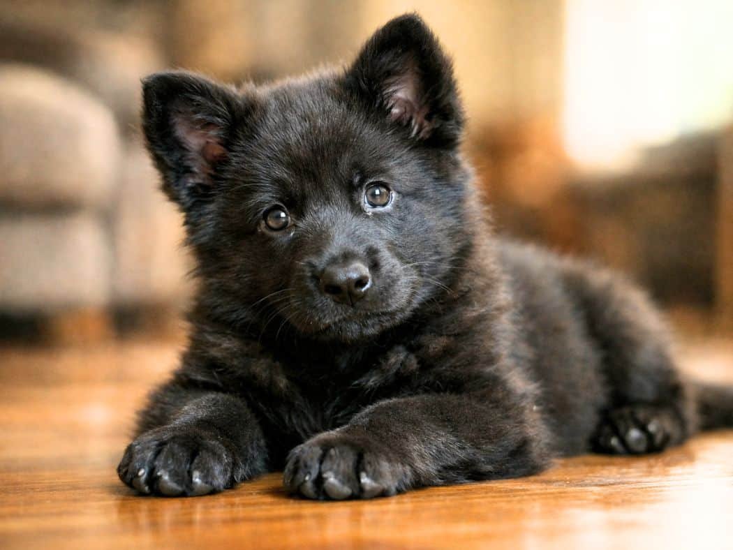 Black German Shepherd puppy lying indoors with a head tilt