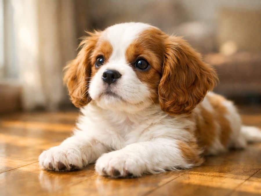 Cavalier King Charles Spaniel puppy resting on an indoor wooden floor near a window