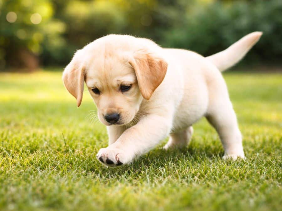 female yellow labrador puppy indoor