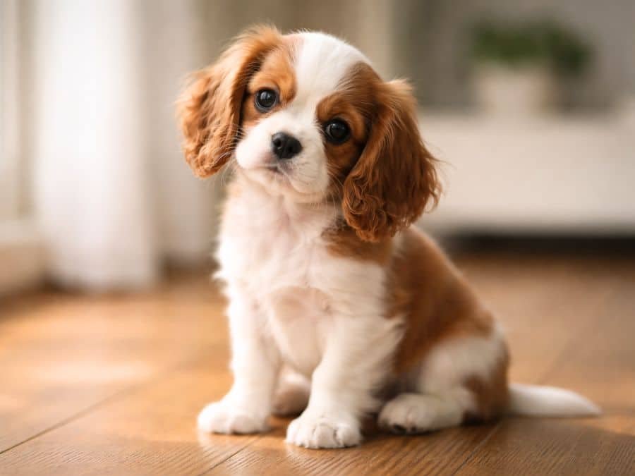 Cavalier King Charles Spaniel puppy sitting indoors with a gentle expressionspaniel puppy