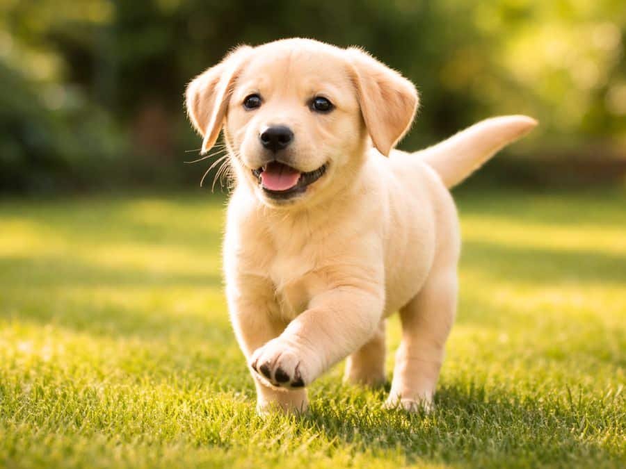 Female Labrador Retriever puppy trotting across a sunny backyard lawn with a happy expression