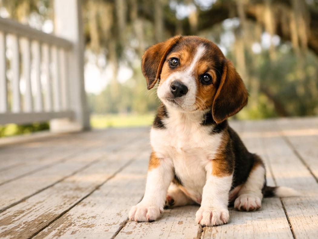 American Foxhound puppy sitting on a Southern farmhouse porch with live oak trees and Spanish moss.