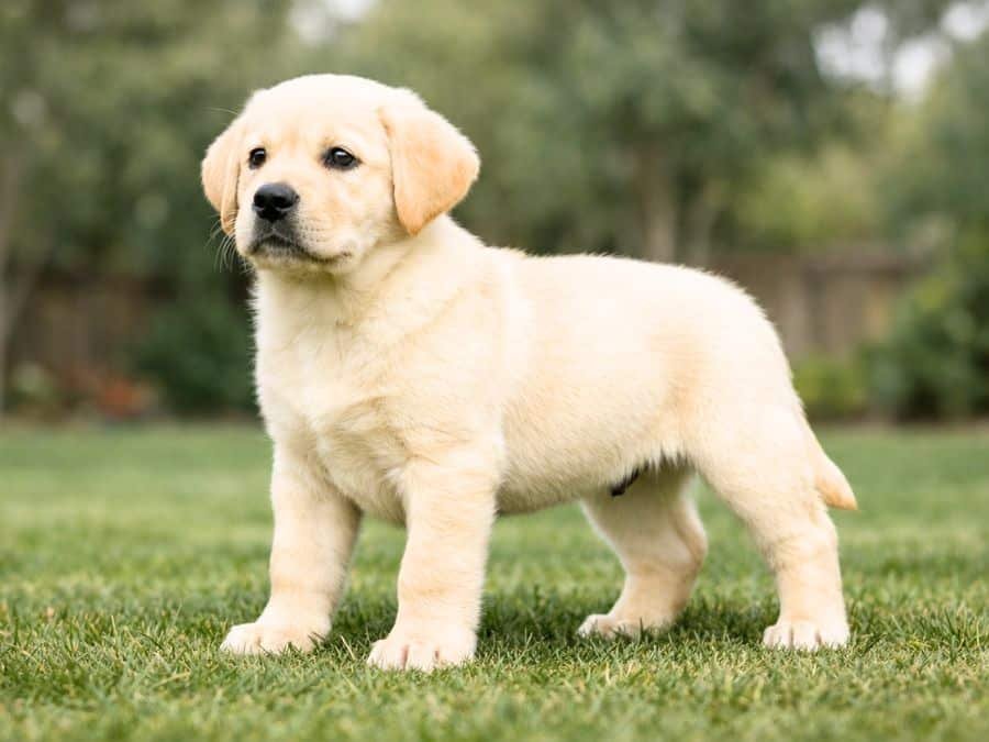 Yellow Labrador puppy standing confidently in a backyard with alert expression