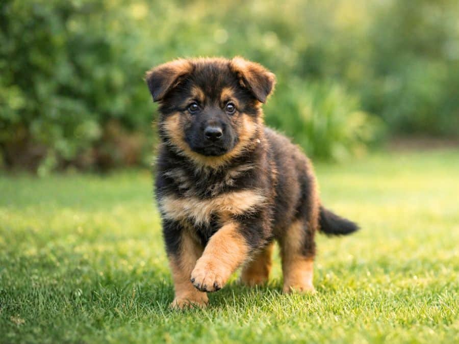 10-week-old German Shepherd puppy standing alert in a backyard with a confident