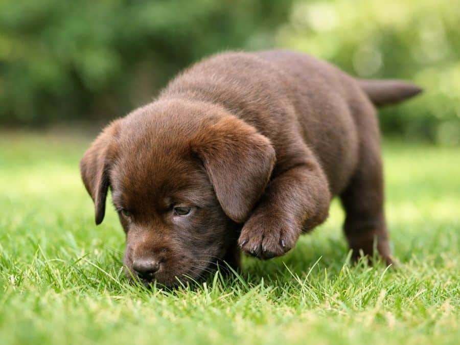 unique chocolate labrador puppy exploring grass
