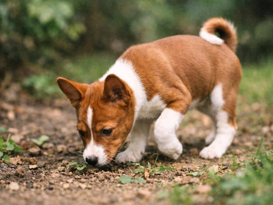 Basenji puppy sniffing the ground while exploring a quiet backyard outdoors