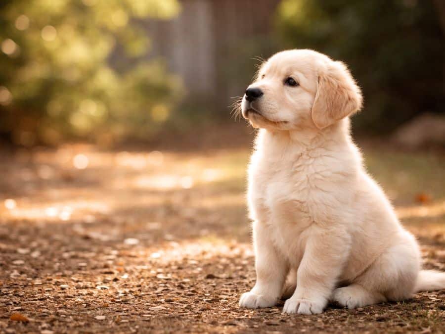 Golden Retriever puppy sitting upright in a backyard watching moving shadows