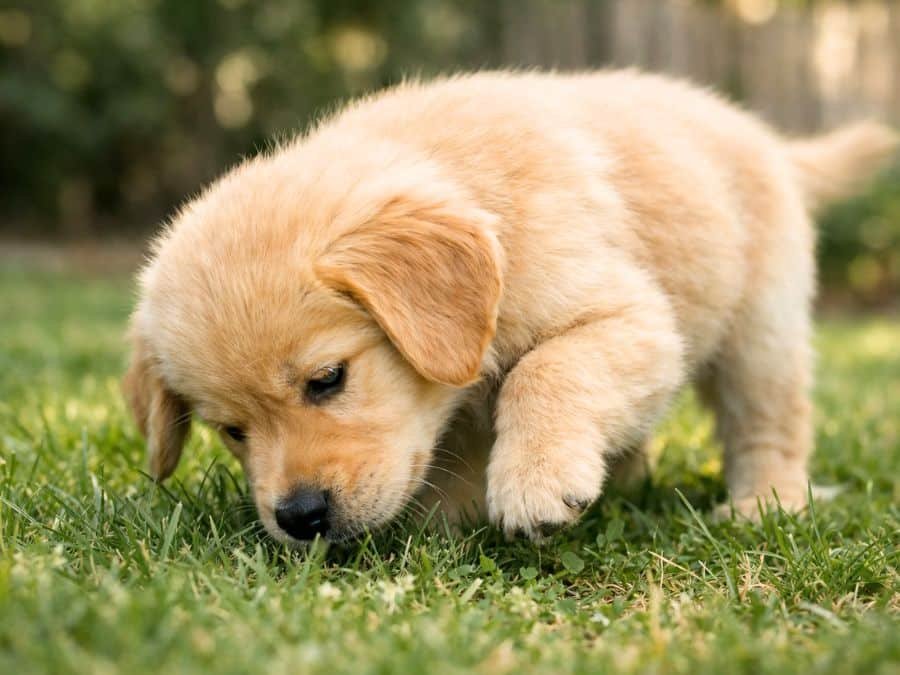 Curious male Golden Retriever puppy exploring the backyard and sniffing the grass