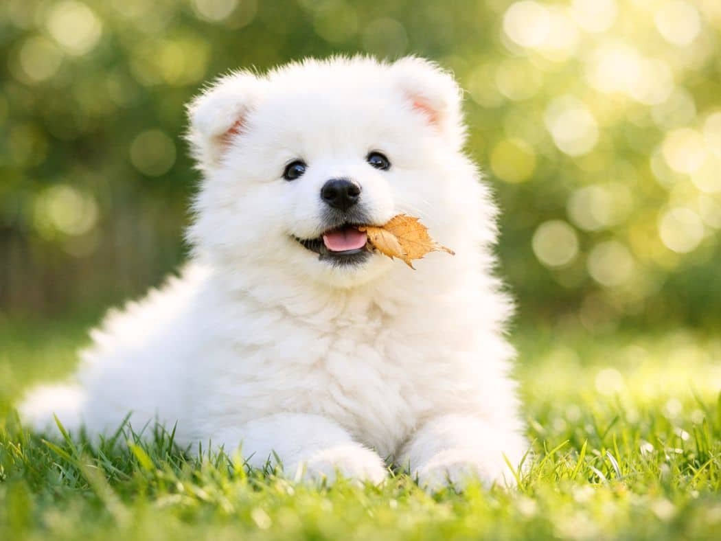 aesthetic-white-dog-names-bichon-frise-puppy
