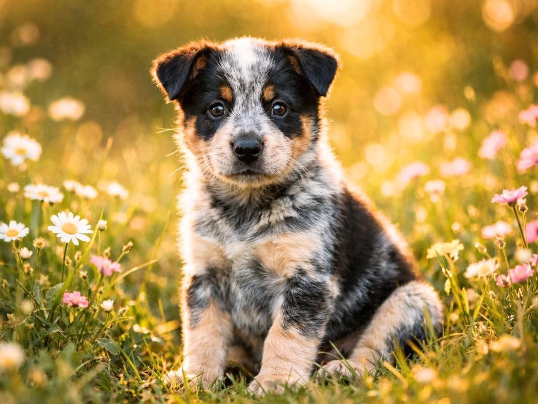 Australian Cattle Dog puppy sitting in a sunny grassy meadow looking curious