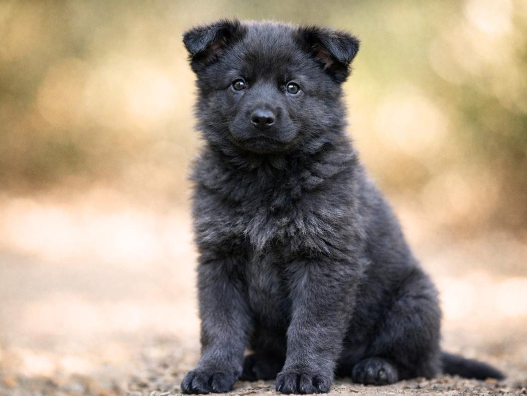 Black and gray German Shepherd puppy sitting outdoors with a soft blurred background