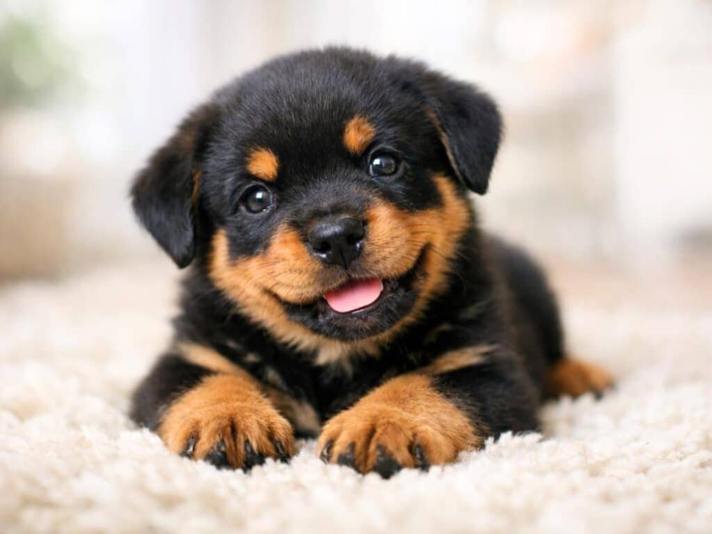 Cute black and brown Rottweiler puppy lying on a soft rug with a playful expression