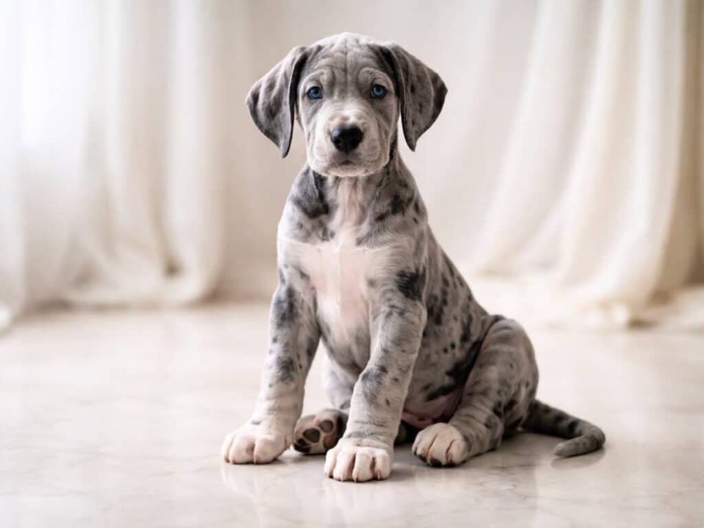 Elegant blue merle Great Dane puppy sitting on a marble floor with soft white drapes behindElegant blue merle Great Dane puppy sitting on a marble floor with soft white drapes behindElegant blue merle Great Dane puppy sitting on a marble floor with soft white drapes behindElegant blue merle Great Dane puppy sitting on a marble floor with soft white drapes behind