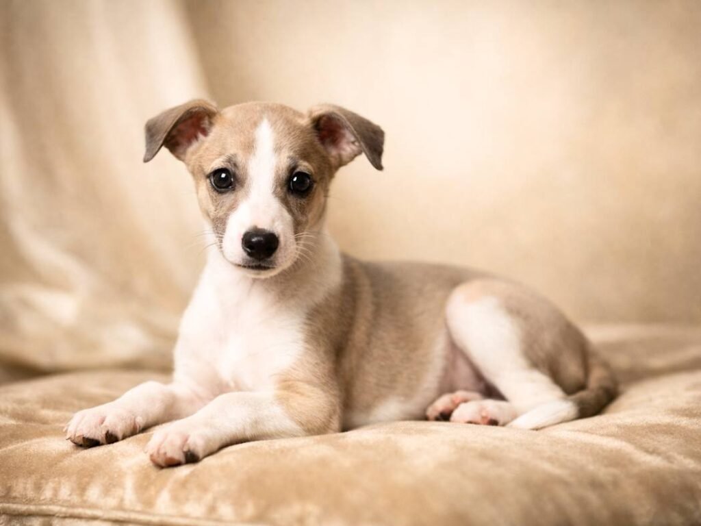 Elegant Whippet puppy with a sleek body and graceful posture in a stylish, neutral setting