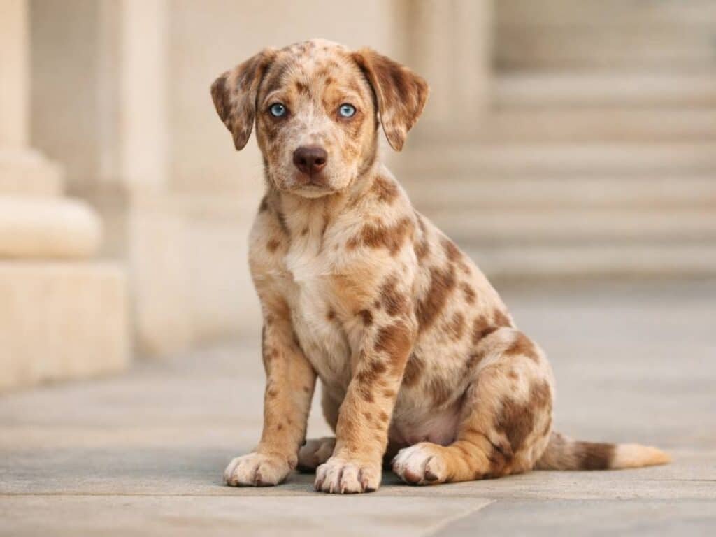 A graceful red merle Catahoula Leopard Dog puppy sitting calmly in soft morning light.