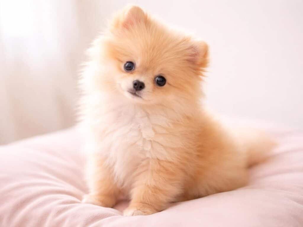 Fluffy female apricot pomeranian puppy sitting on a soft cushion