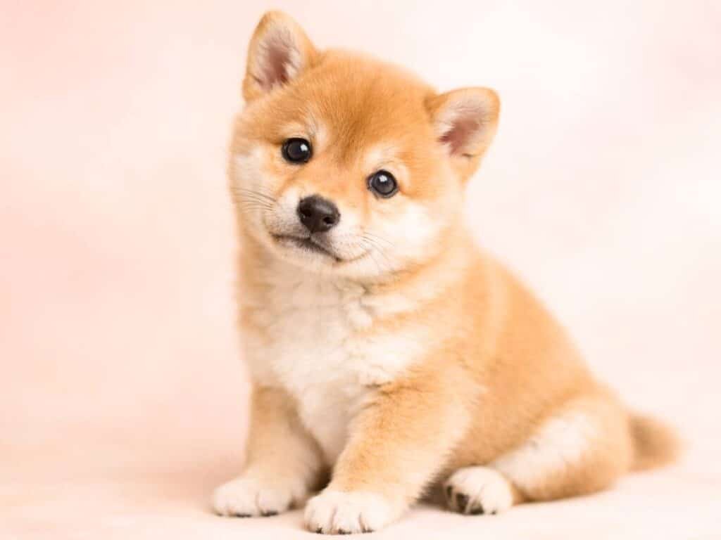 Cute tan Shiba Inu puppy with bright eyes and a soft fawn coat sitting on a pastel background