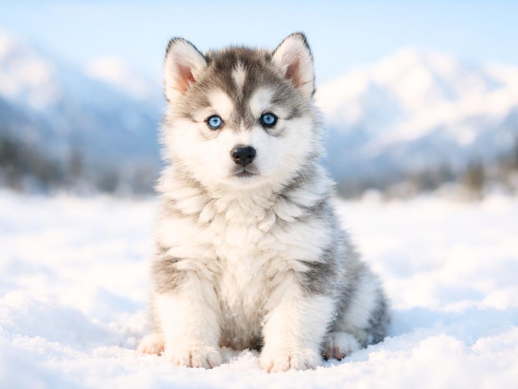 Gray and white Siberian Husky puppy sitting on a snowy meadow with mountains in the background