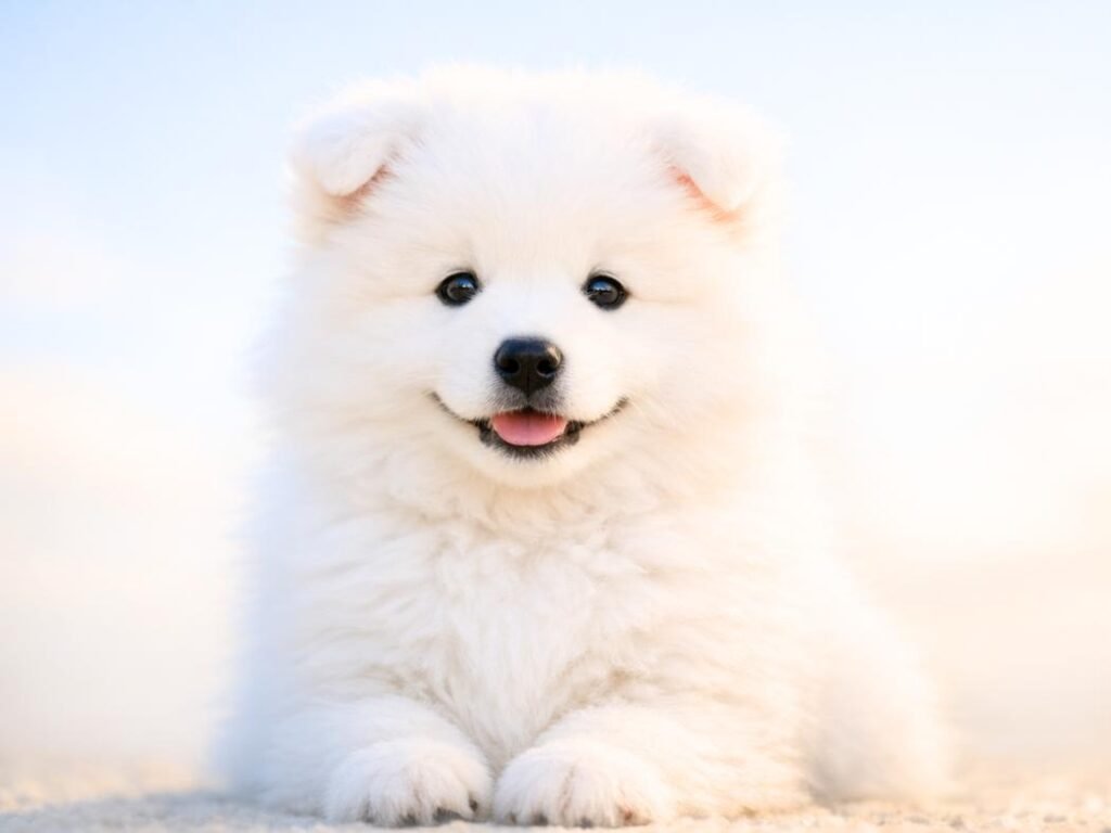 Fluffy white Samoyed puppy sitting in soft morning light with a bright happy expression