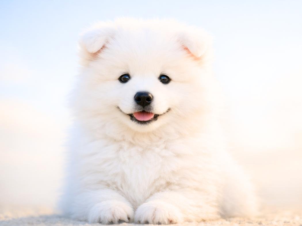 Fluffy white Samoyed puppy sitting in soft morning light with a bright happy expression