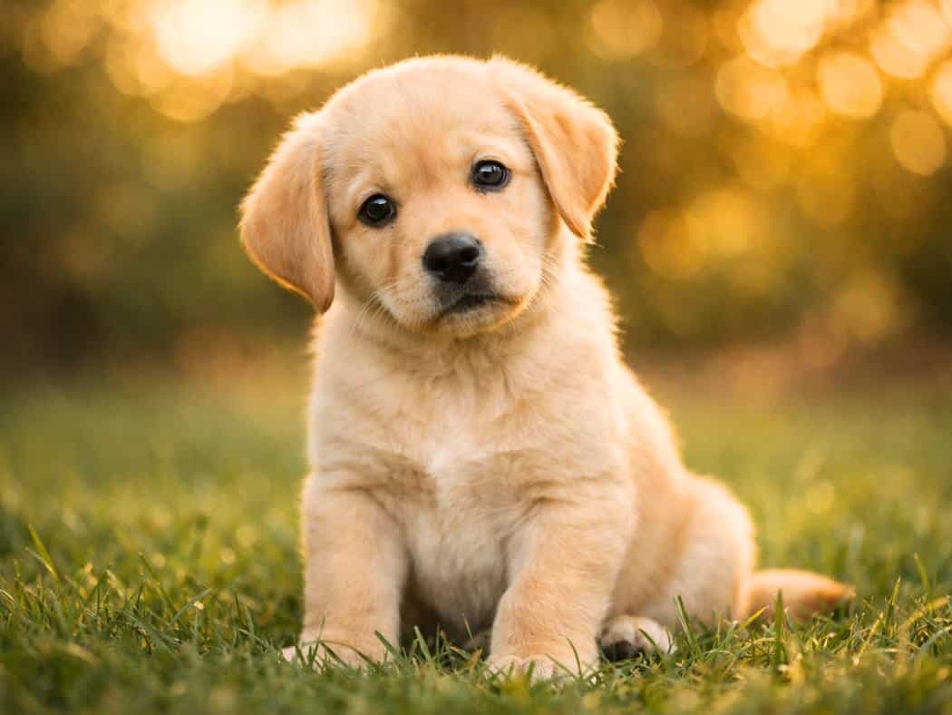 Light brown Labrador puppy sitting on grass and looking at the camera