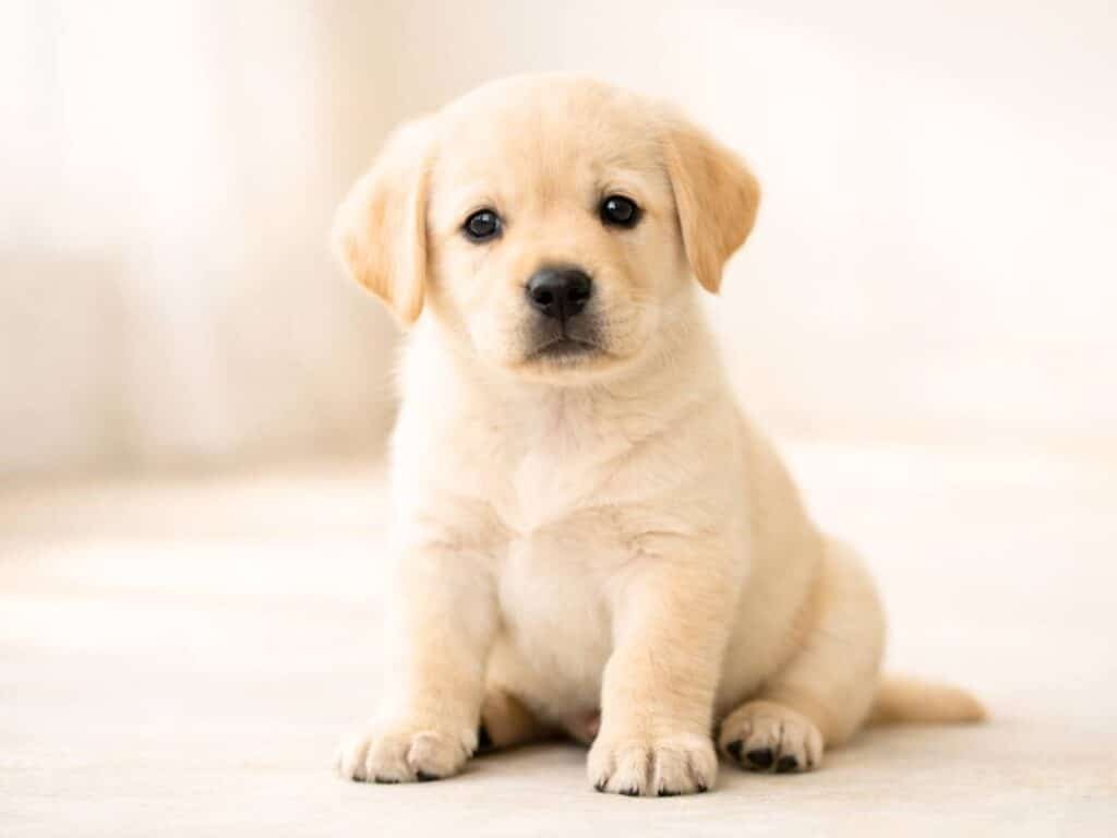 Light tan Labrador puppy sitting calmly and looking forward with a gentle expression
