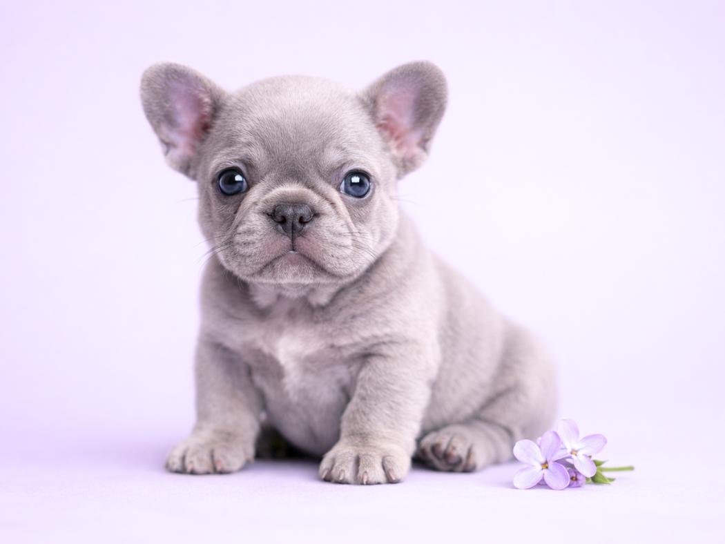 Lilac French Bulldog puppy sitting on a soft pastel background