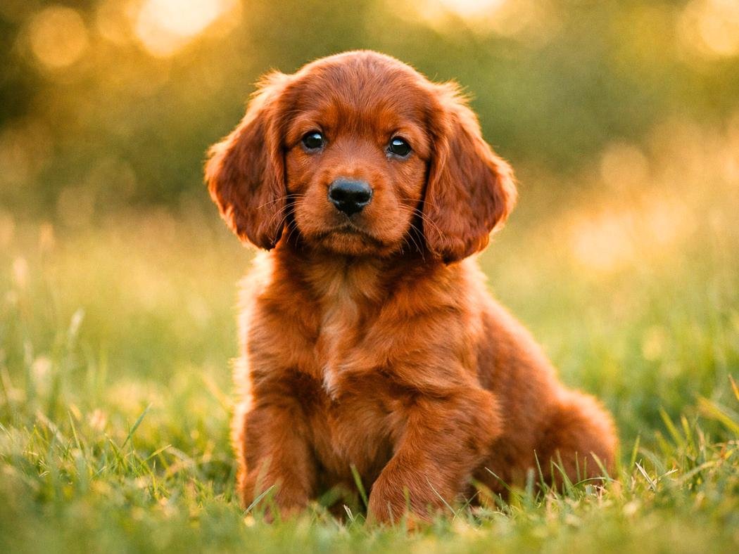 Irish Setter puppy sitting in a sunny meadow with long red fur and a curious expression in a natural outdoor setting