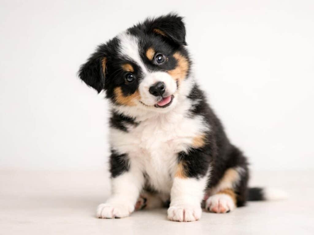 Patchy tricolor Border Collie puppy sitting on a clean studio background