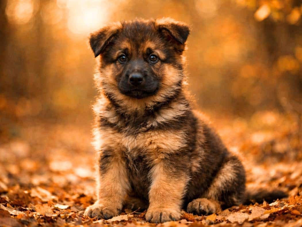 Sable German Shepherd puppy sitting in a warm autumn forest with golden leaves and soft sunlight