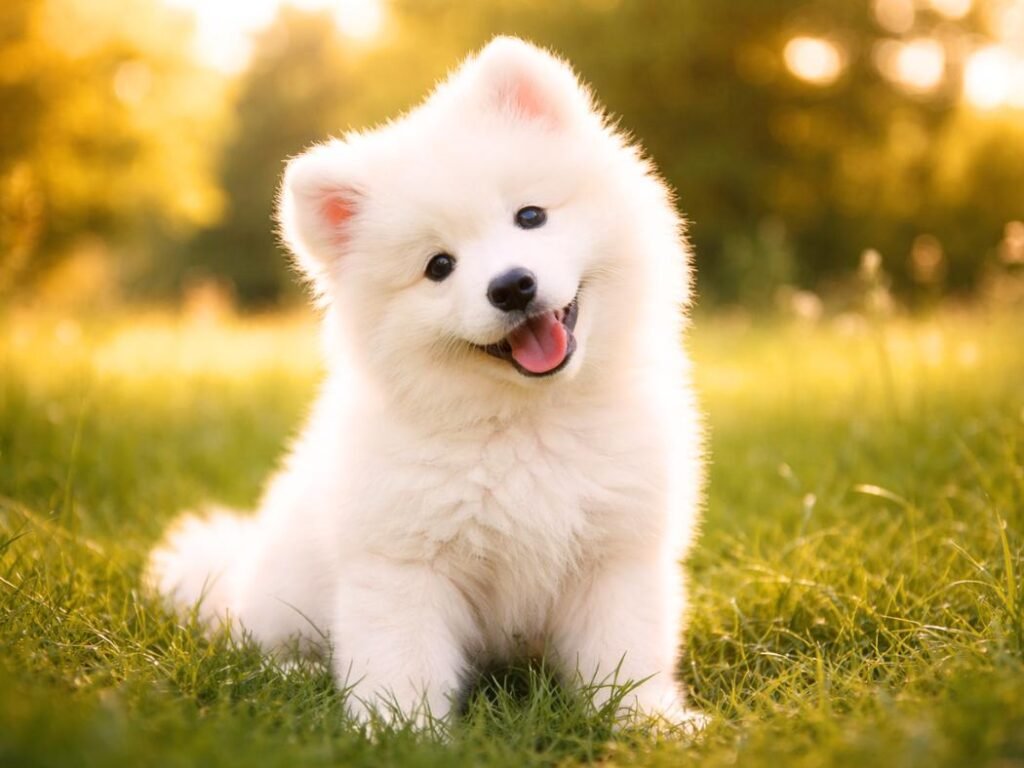 Fluffy Samoyed puppy sitting on green grass in a sunny meadow, smiling in a natural outdoor setting.