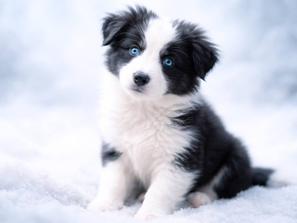 Fluffy puppy with bright blue eyes sitting on a light background
