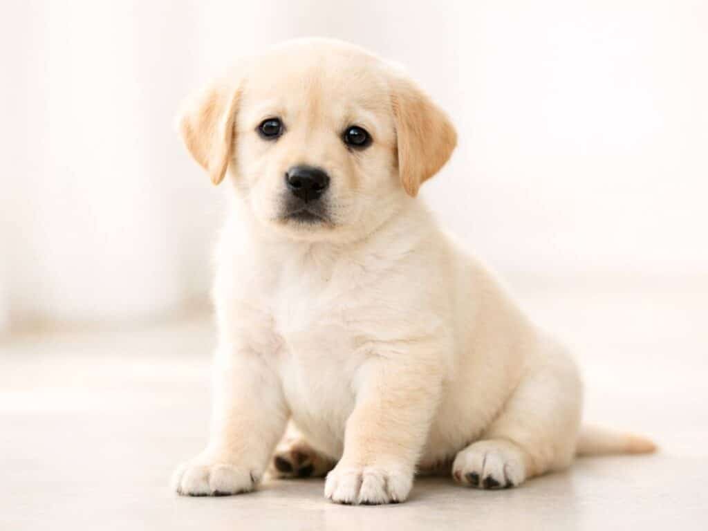 White and yellow Labrador puppy sitting in bright natural light